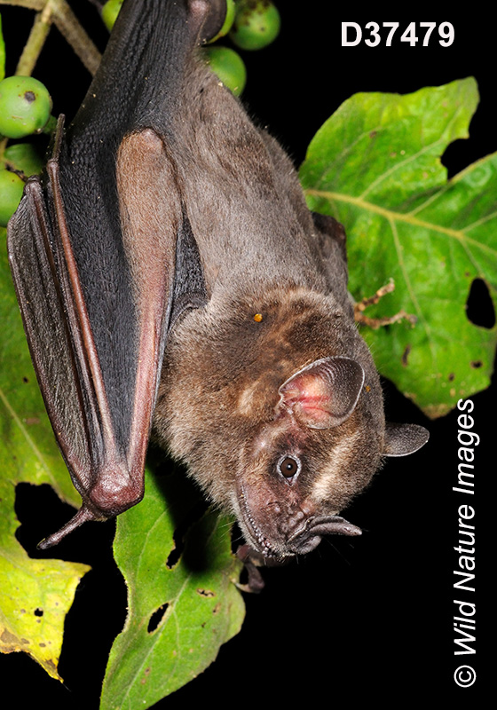 Artibeus lituratus, Great Fruit-eating Bat